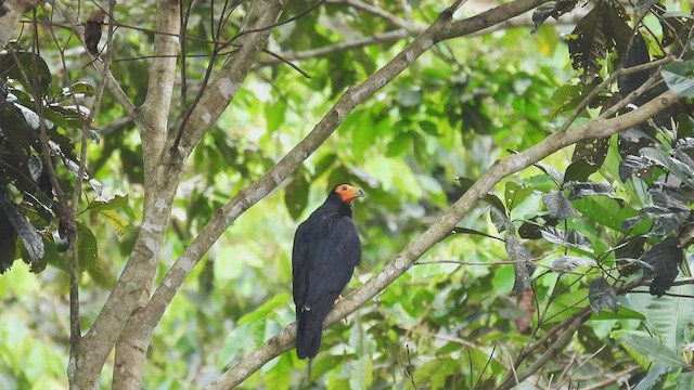 Black Caracara - ML412194021