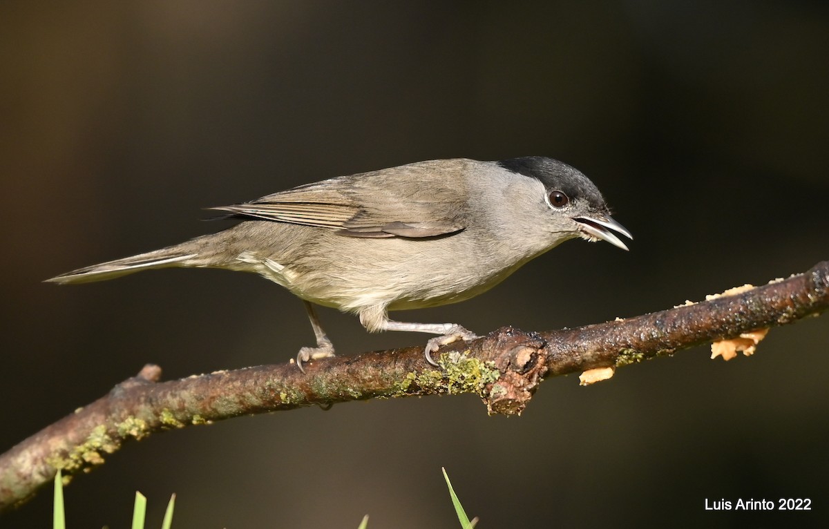 Eurasian Blackcap - Luis Arinto