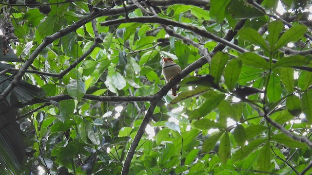 Collared Puffbird - ML412194381