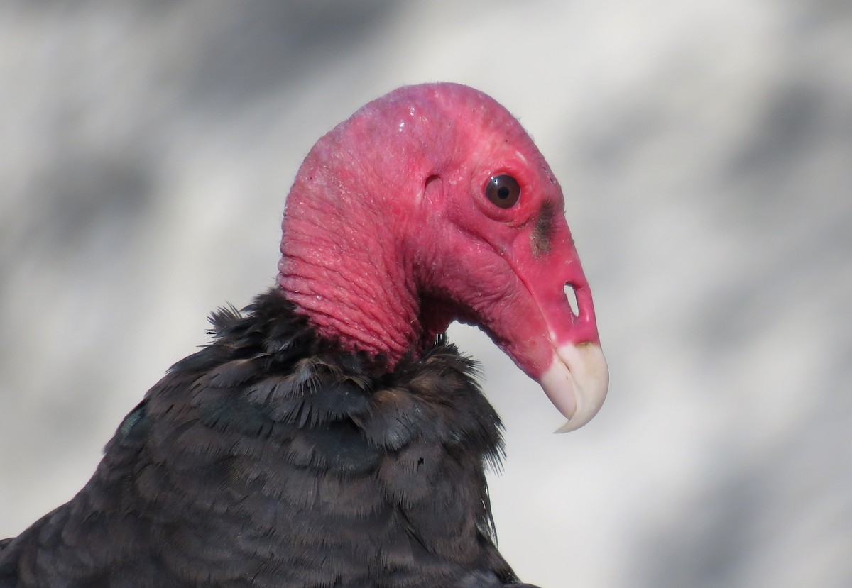 Turkey Vulture - ML412194421