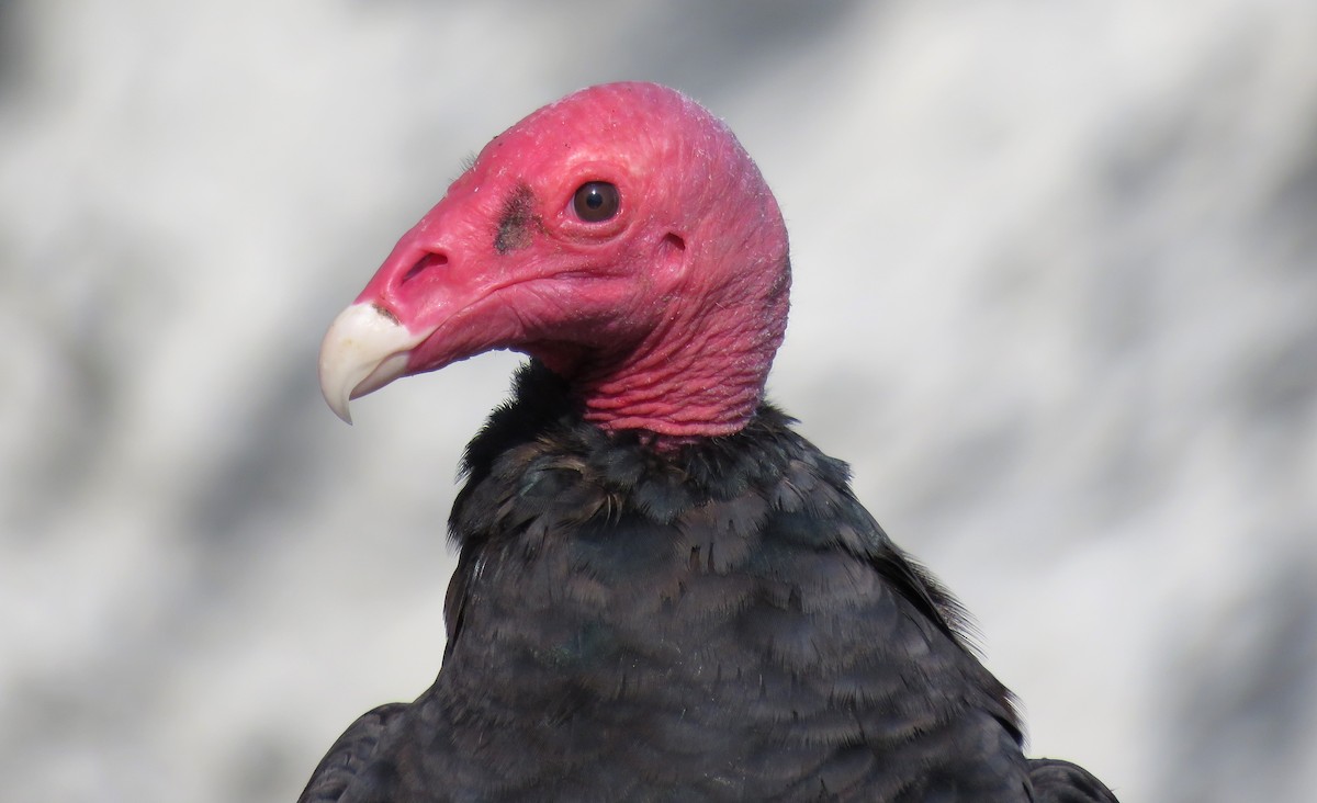 Turkey Vulture - ML412194431