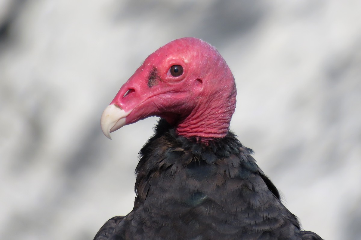 Turkey Vulture - ML412194441