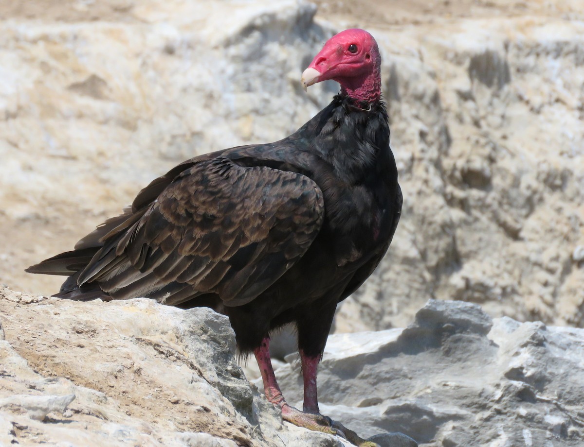 Turkey Vulture - ML412194451