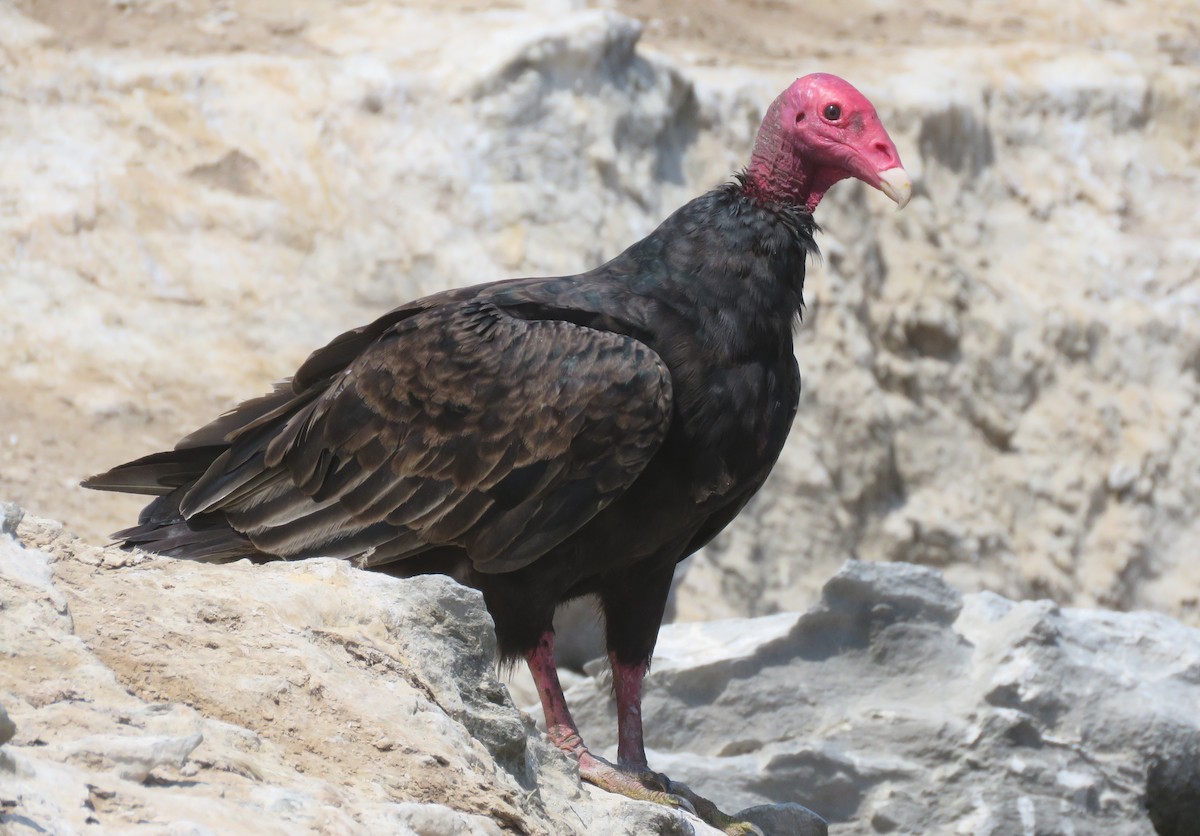 Turkey Vulture - ML412194461