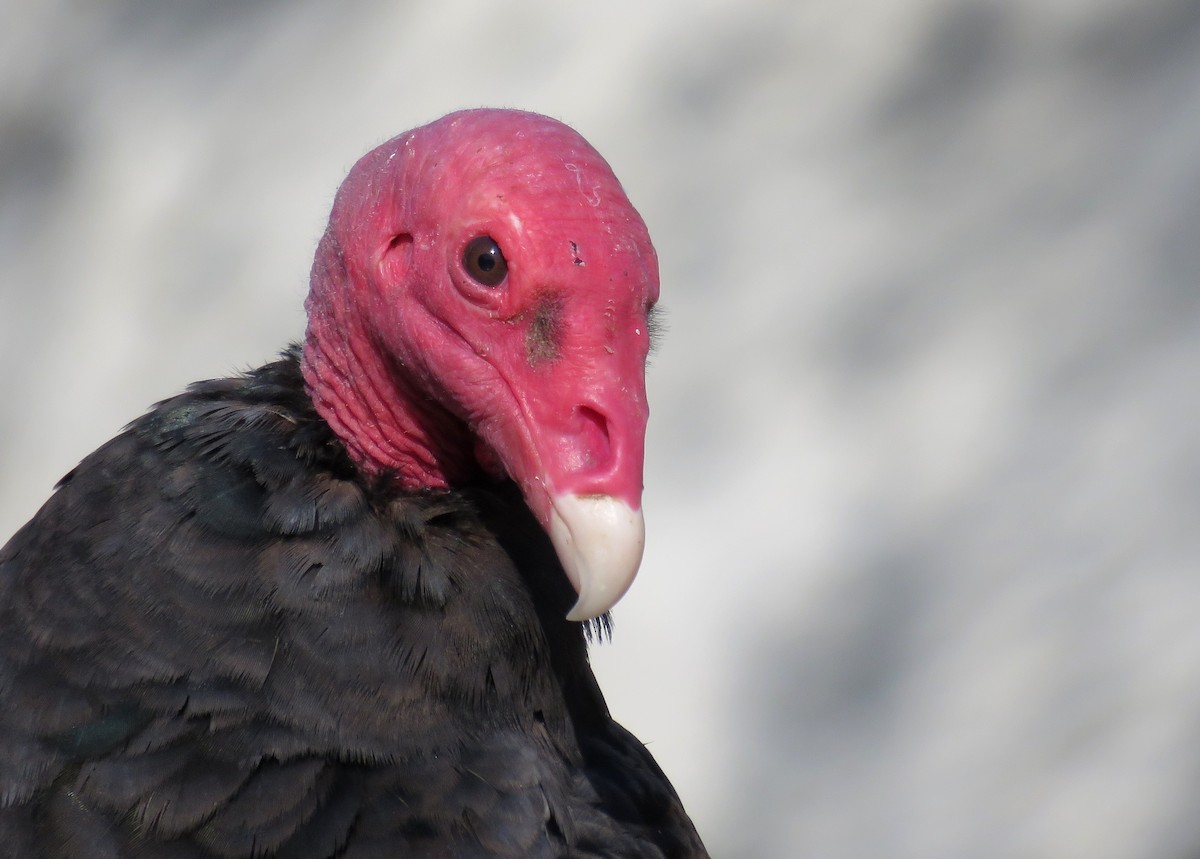 Turkey Vulture - ML412194471