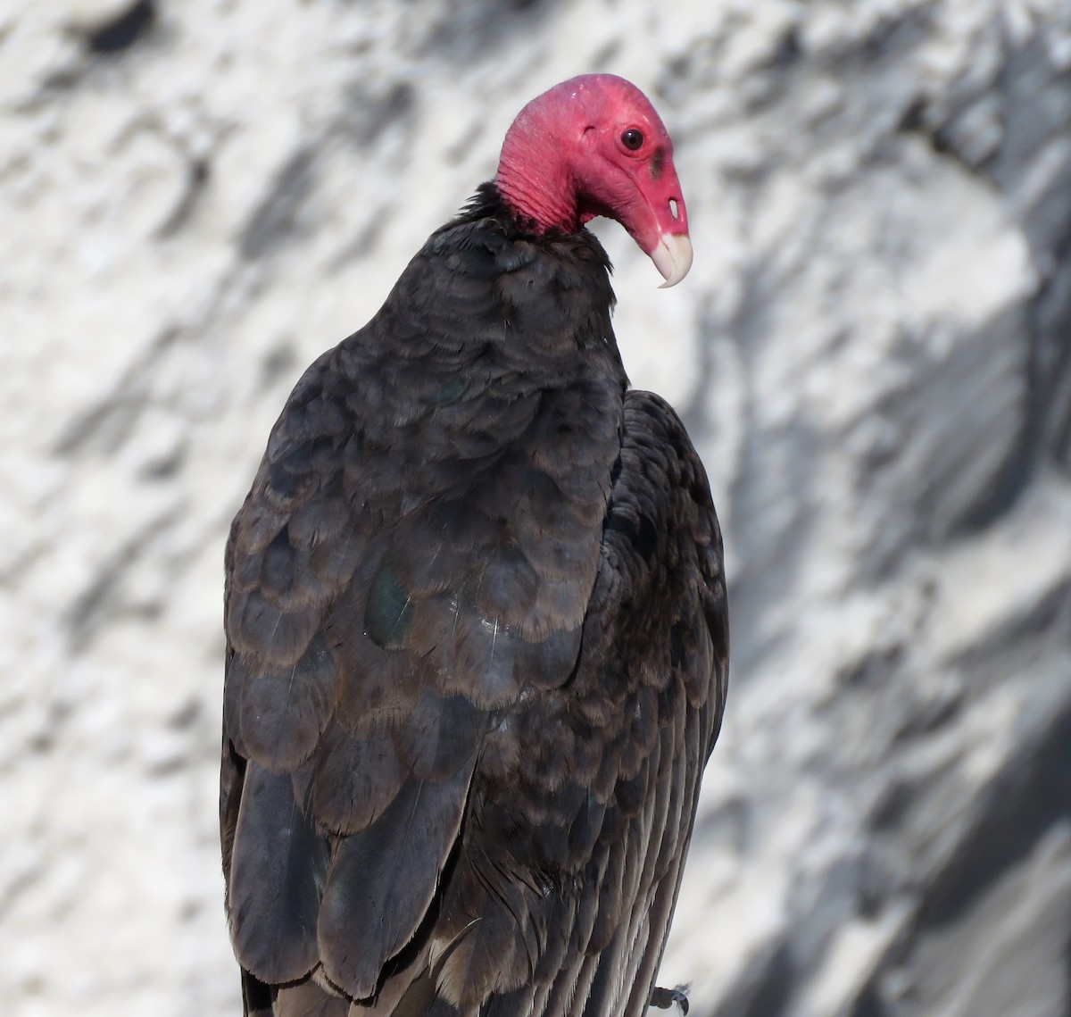 Turkey Vulture - ML412194481