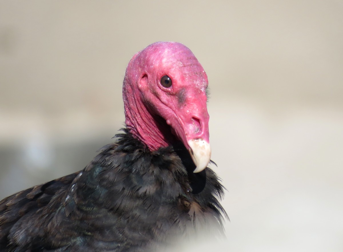 Turkey Vulture - ML412194491