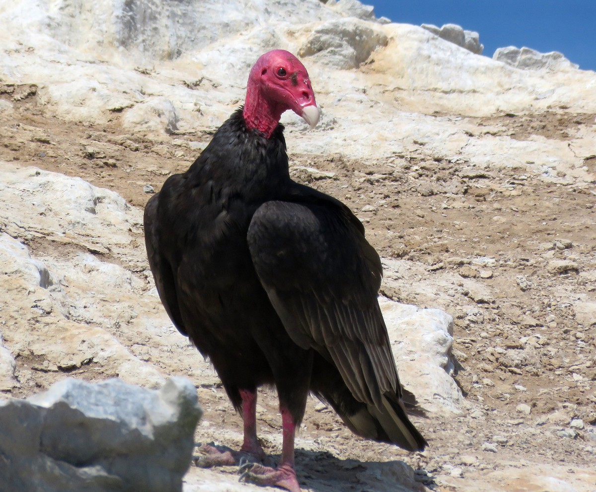 Turkey Vulture - ML412194501