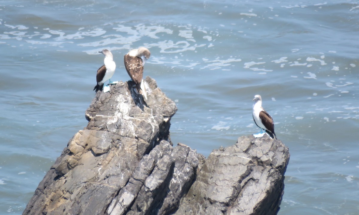 Blue-footed Booby - ML412194521