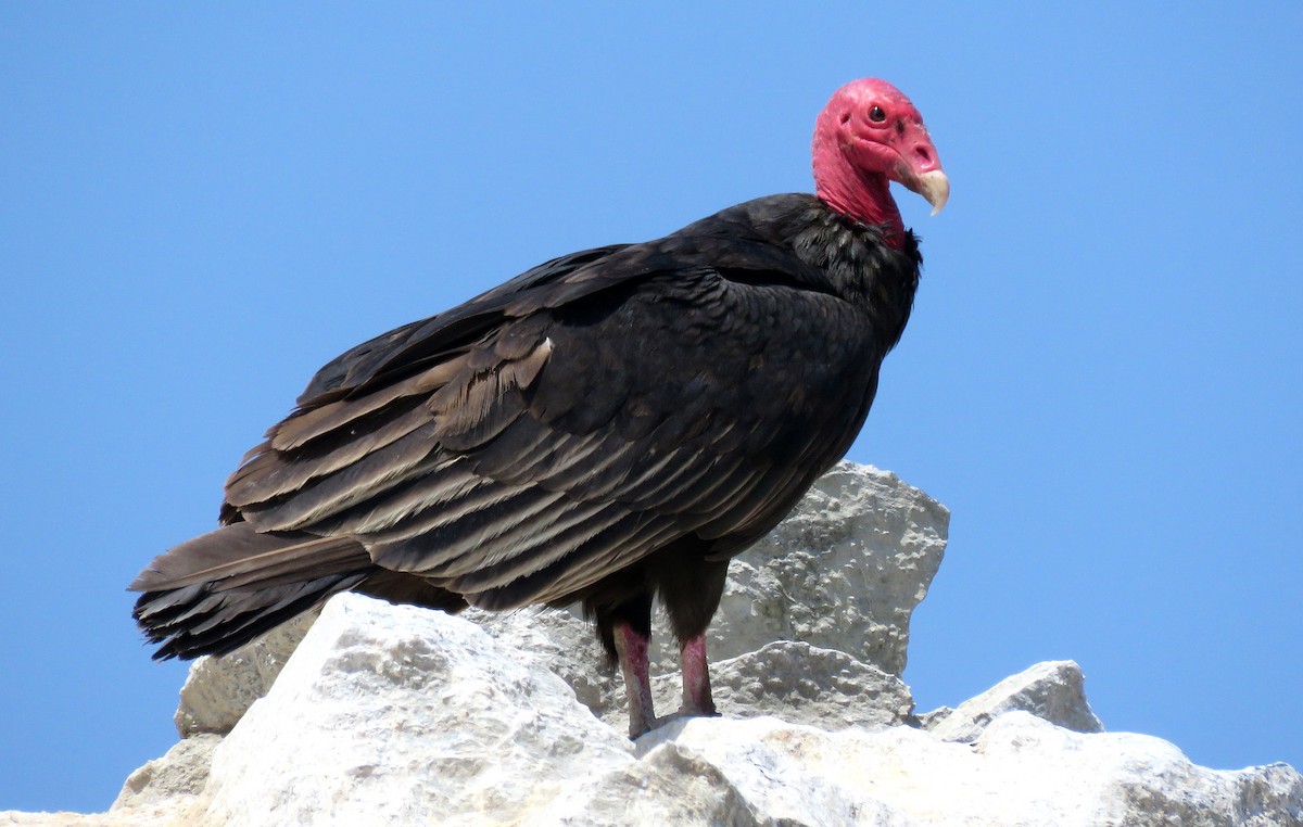 Turkey Vulture - ML412194531