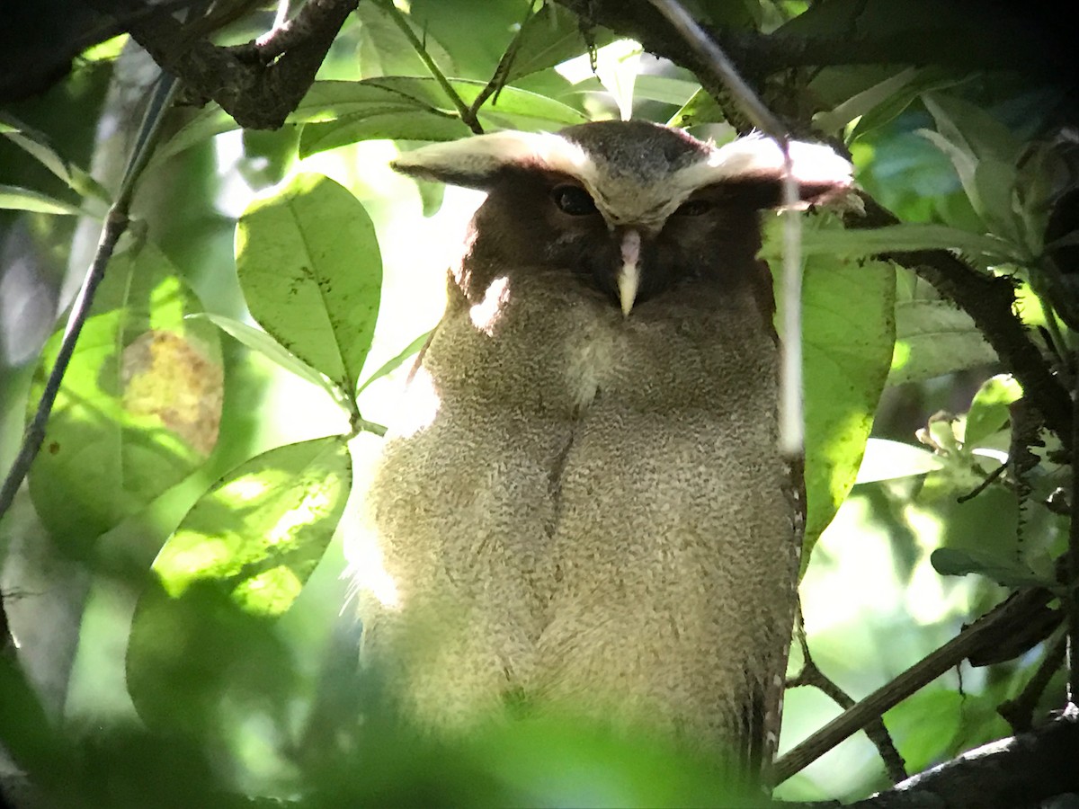 Crested Owl - ML41219661
