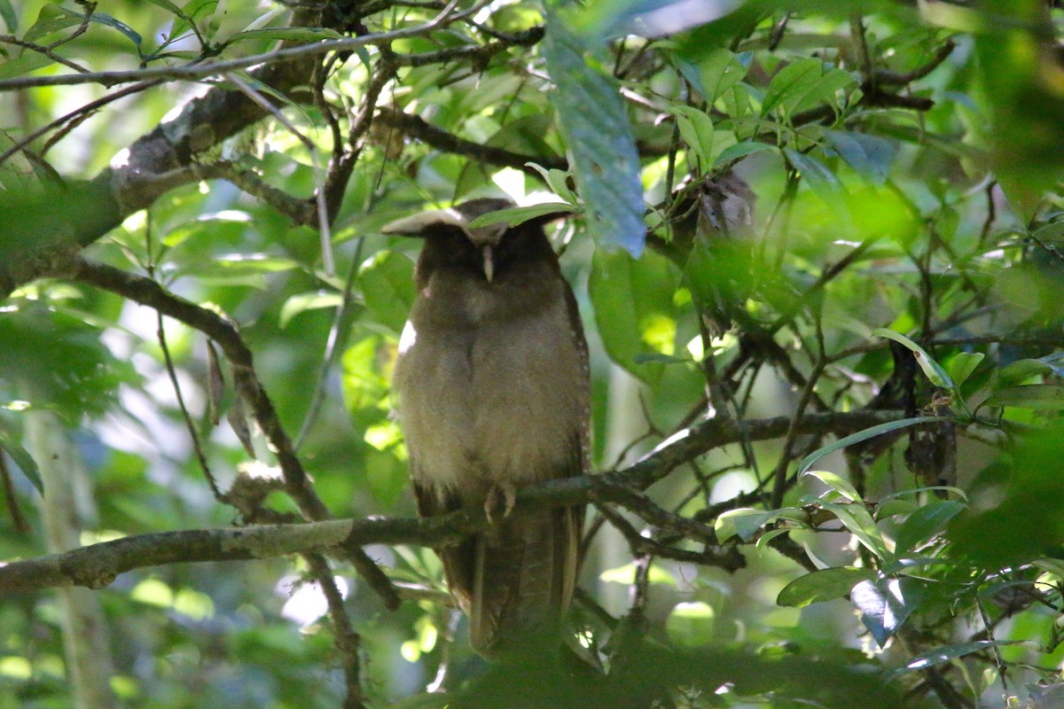 Crested Owl - ML41219681