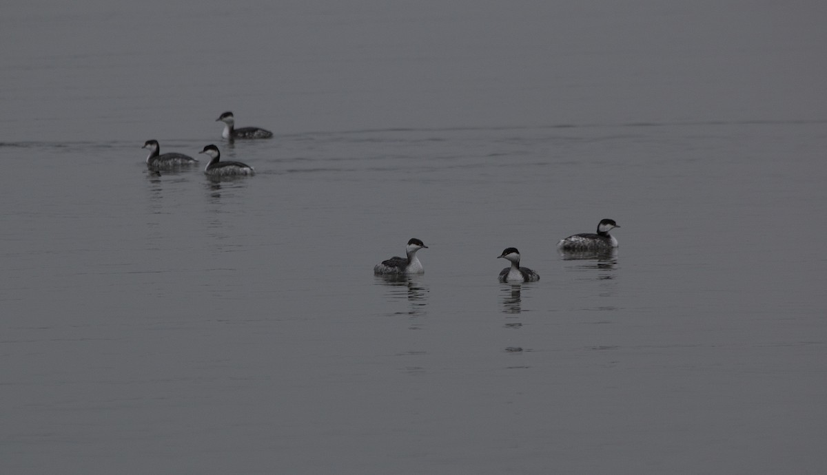 Horned Grebe - ML41219811