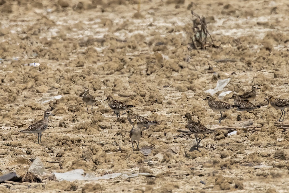 Pacific Golden-Plover - ML412198611