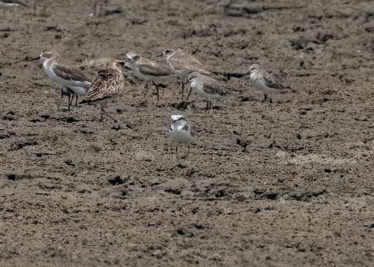 White-faced Plover - ML412198621