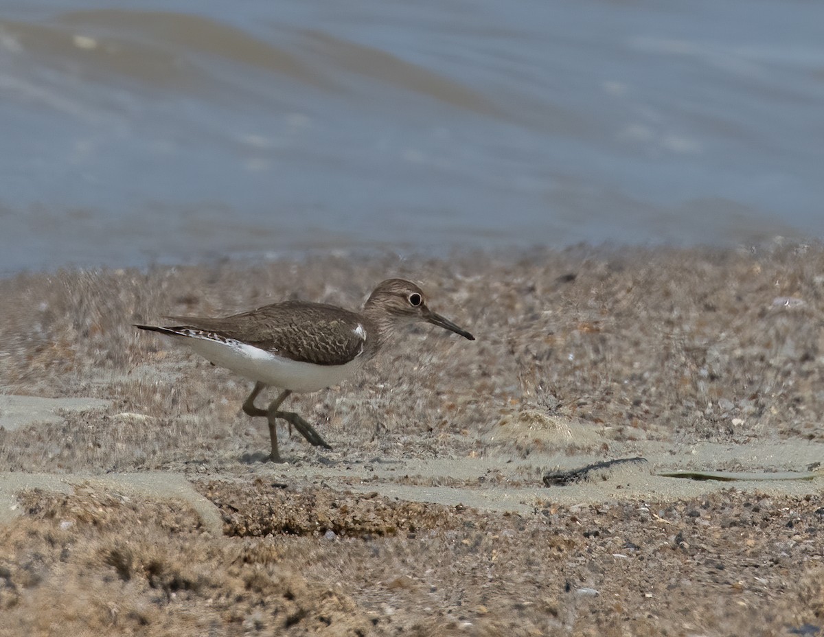 Common Sandpiper - ML412198691