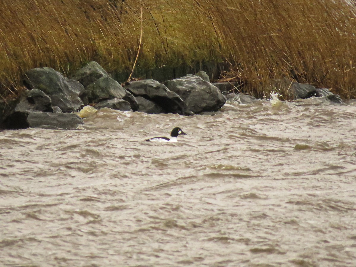 Common Goldeneye - ML412199791