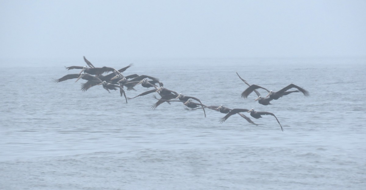 Brown Pelican - Fernando Angulo - CORBIDI