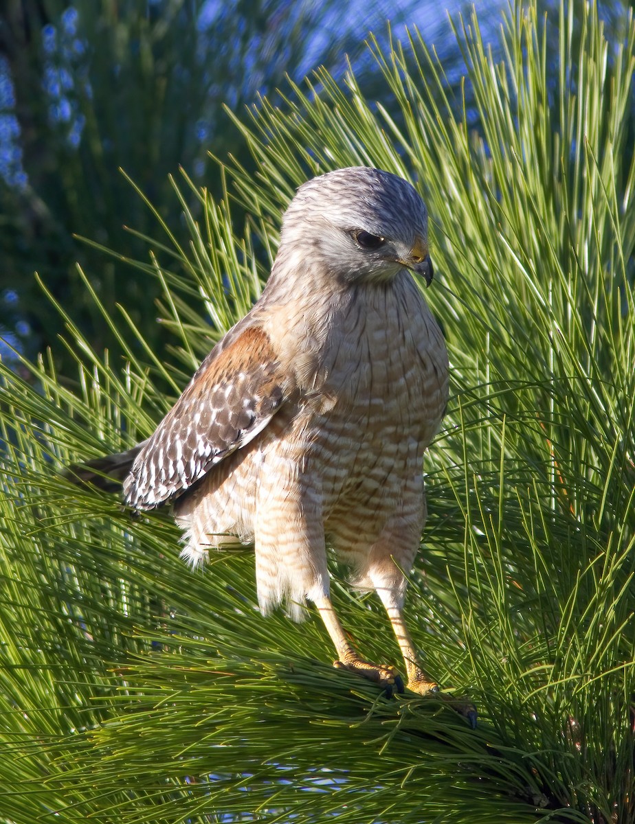 Red-shouldered Hawk - ML412201591