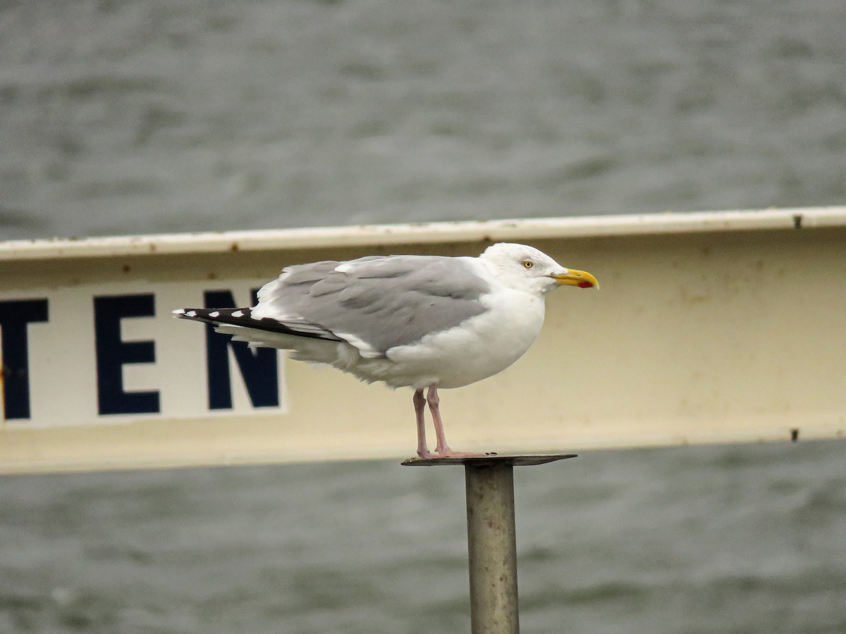 Herring Gull - ML412201971