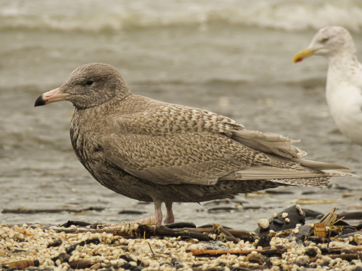 Glaucous Gull - ML412201991