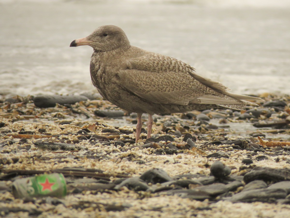 Glaucous Gull - ML412202021