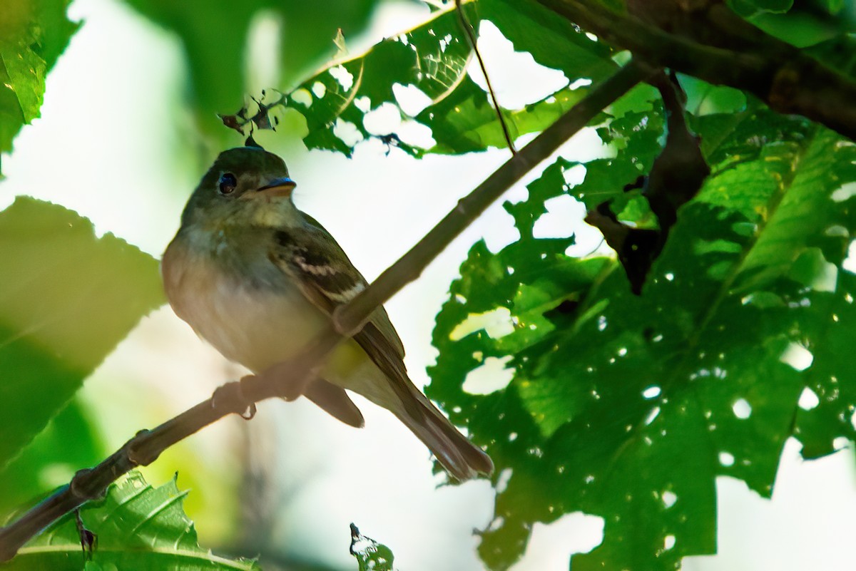 Acadian Flycatcher - Jaap Velden