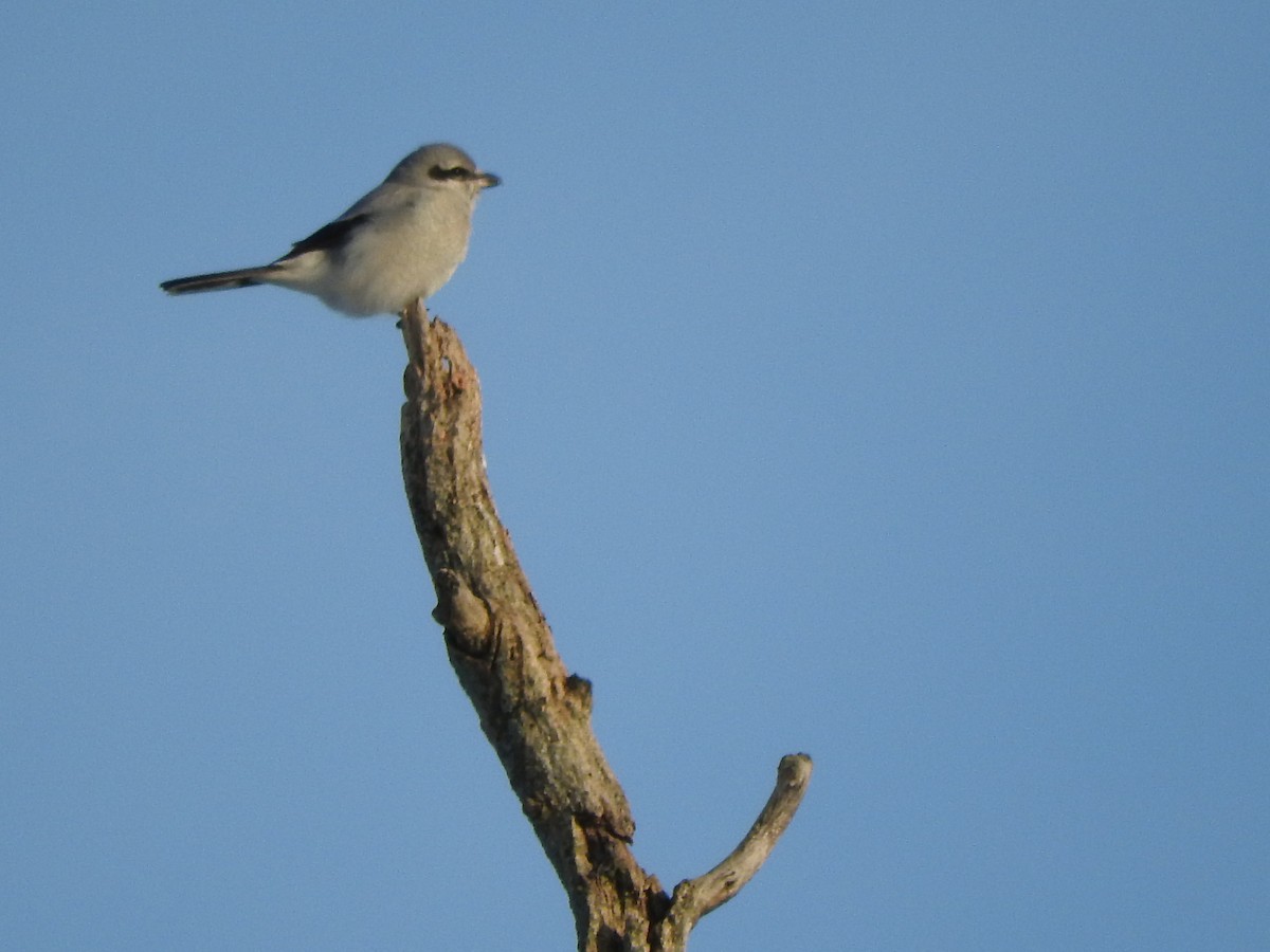 Northern Shrike - ML412202621