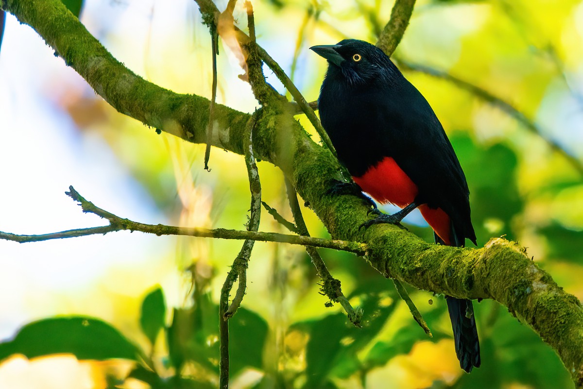 Red-bellied Grackle - Jaap Velden