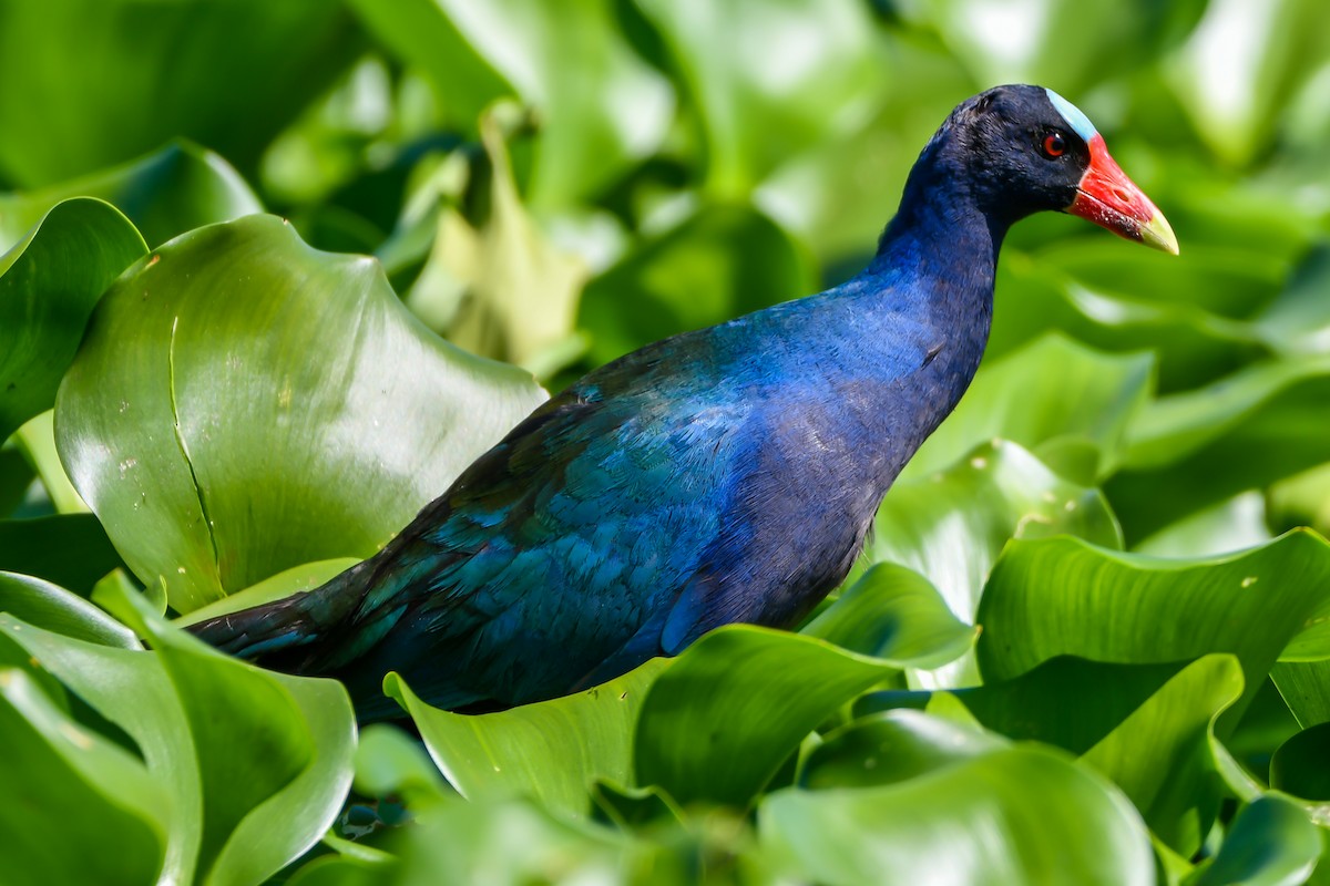 Purple Gallinule - Leandro Rezende