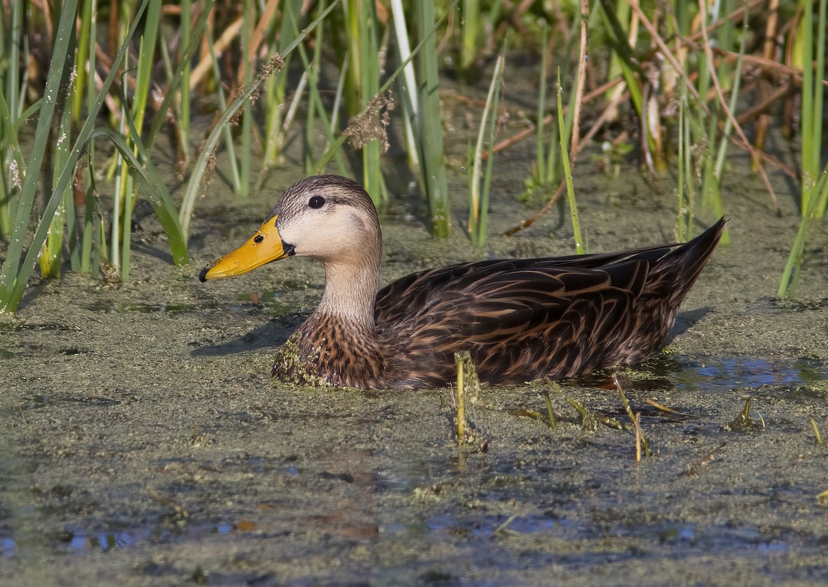 Mottled Duck - ML412203651