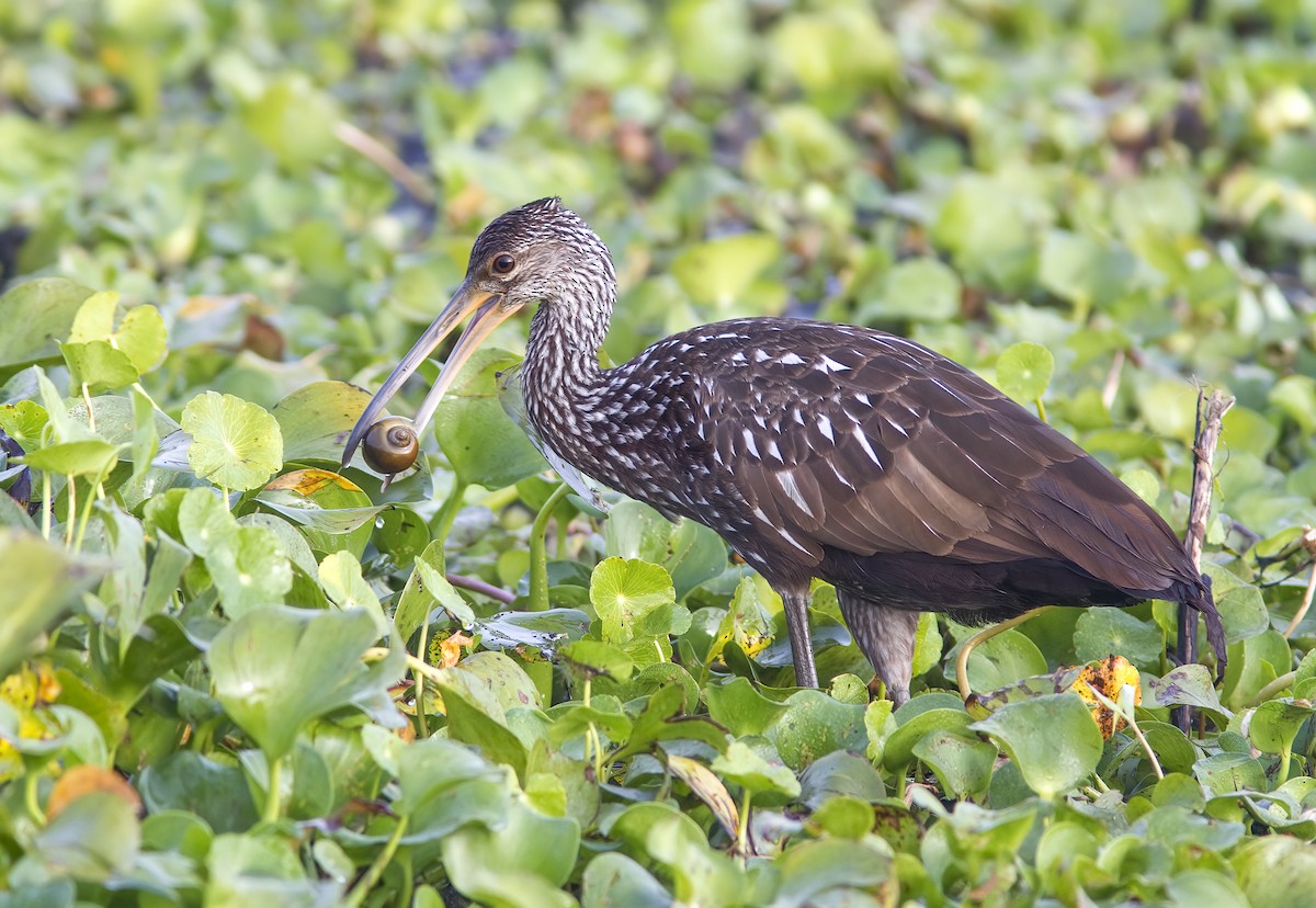 Limpkin - Suzanne Labbé