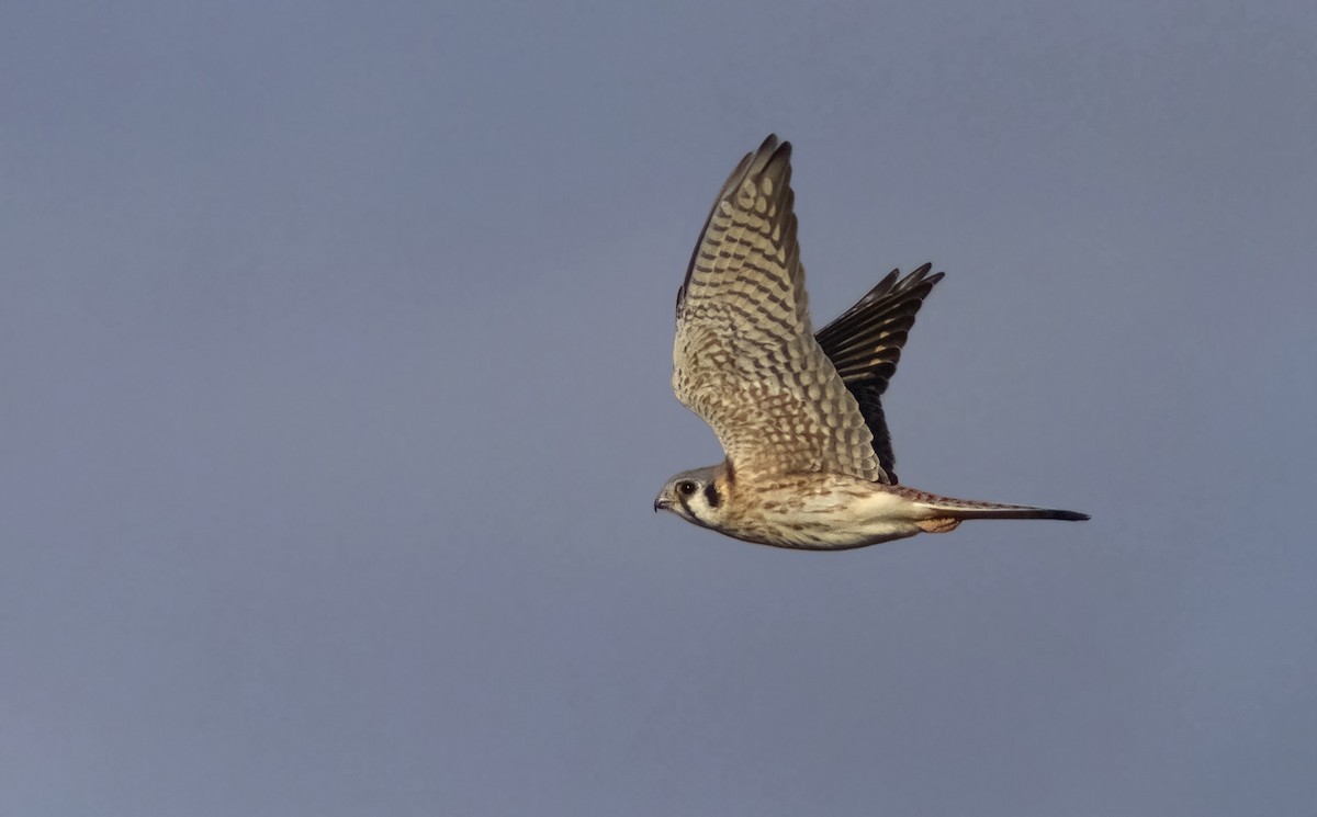 American Kestrel - Suzanne Labbé