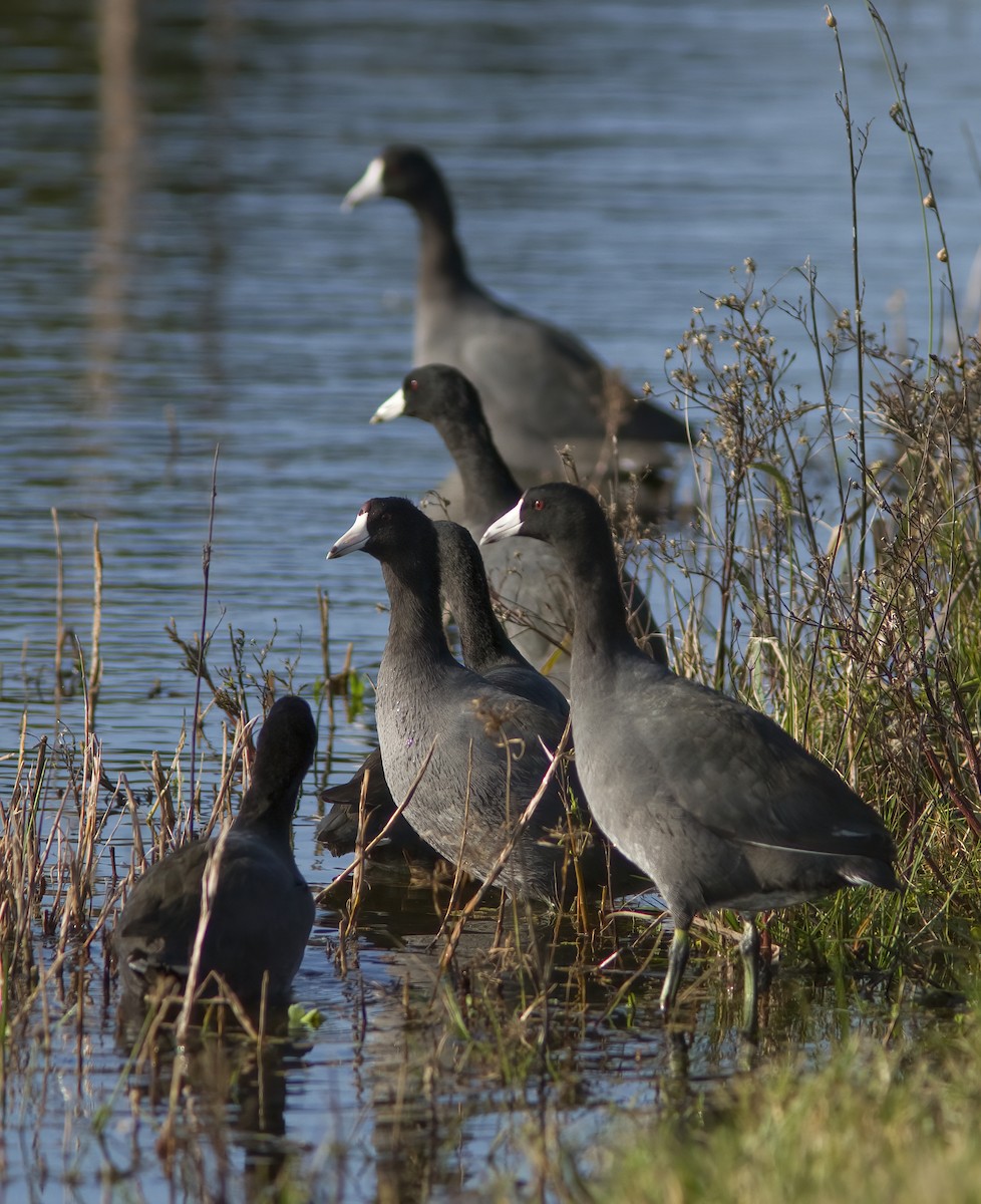 American Coot - ML412203701