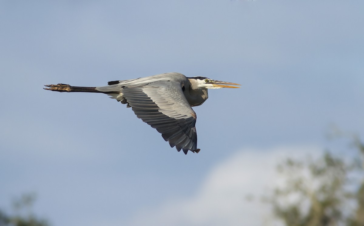 Great Blue Heron - ML412203711