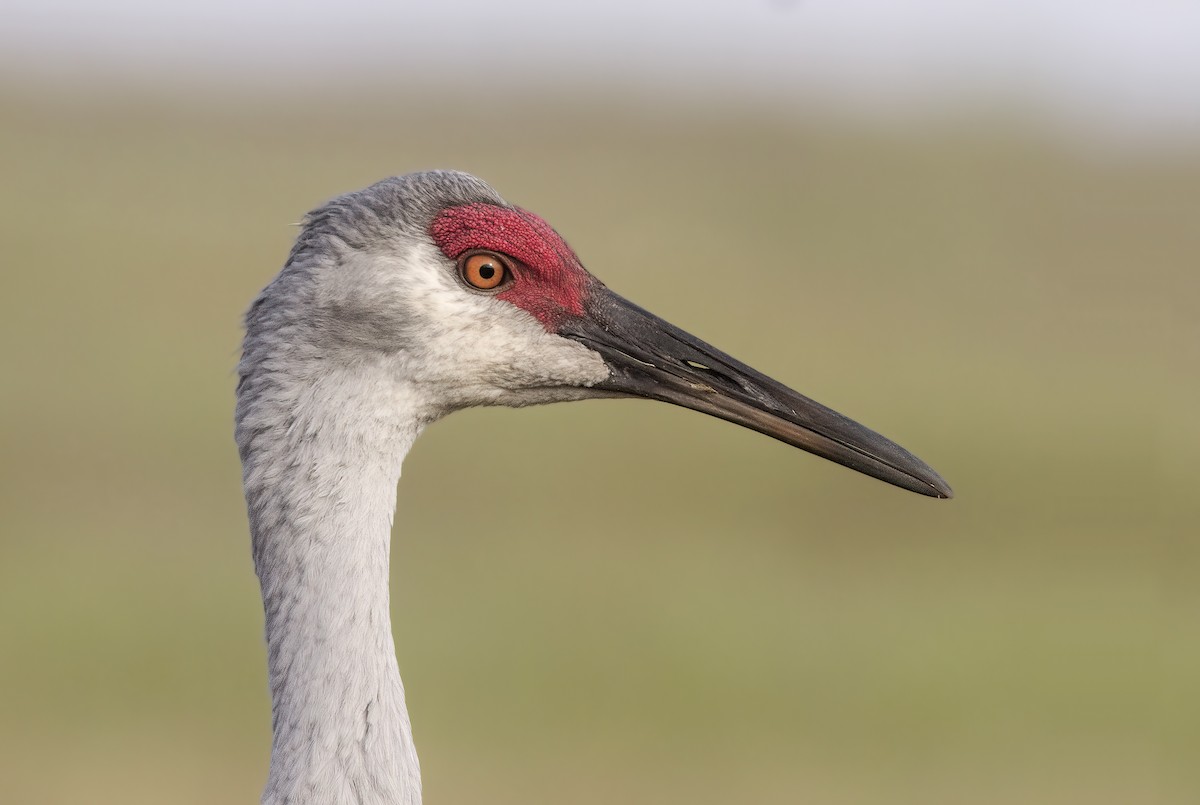 Sandhill Crane - ML412203731