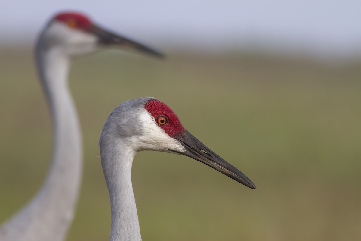 Sandhill Crane - ML412203741