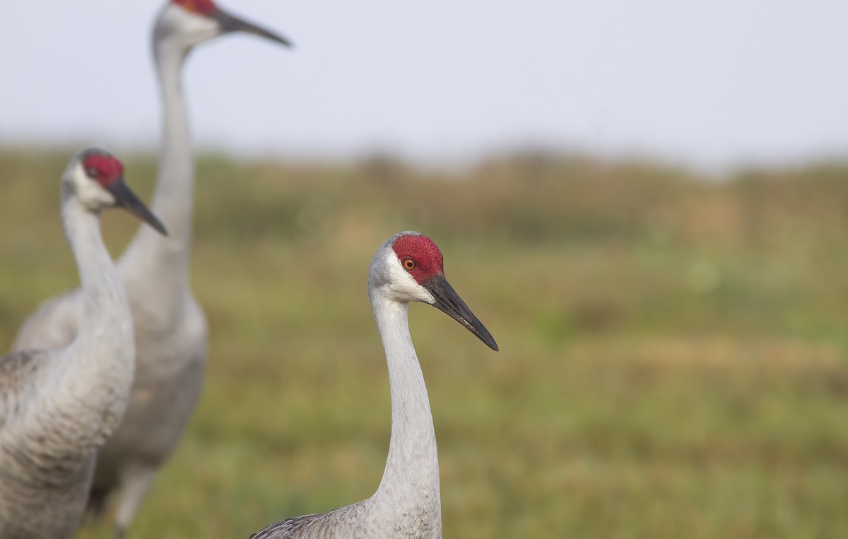 Sandhill Crane - Suzanne Labbé