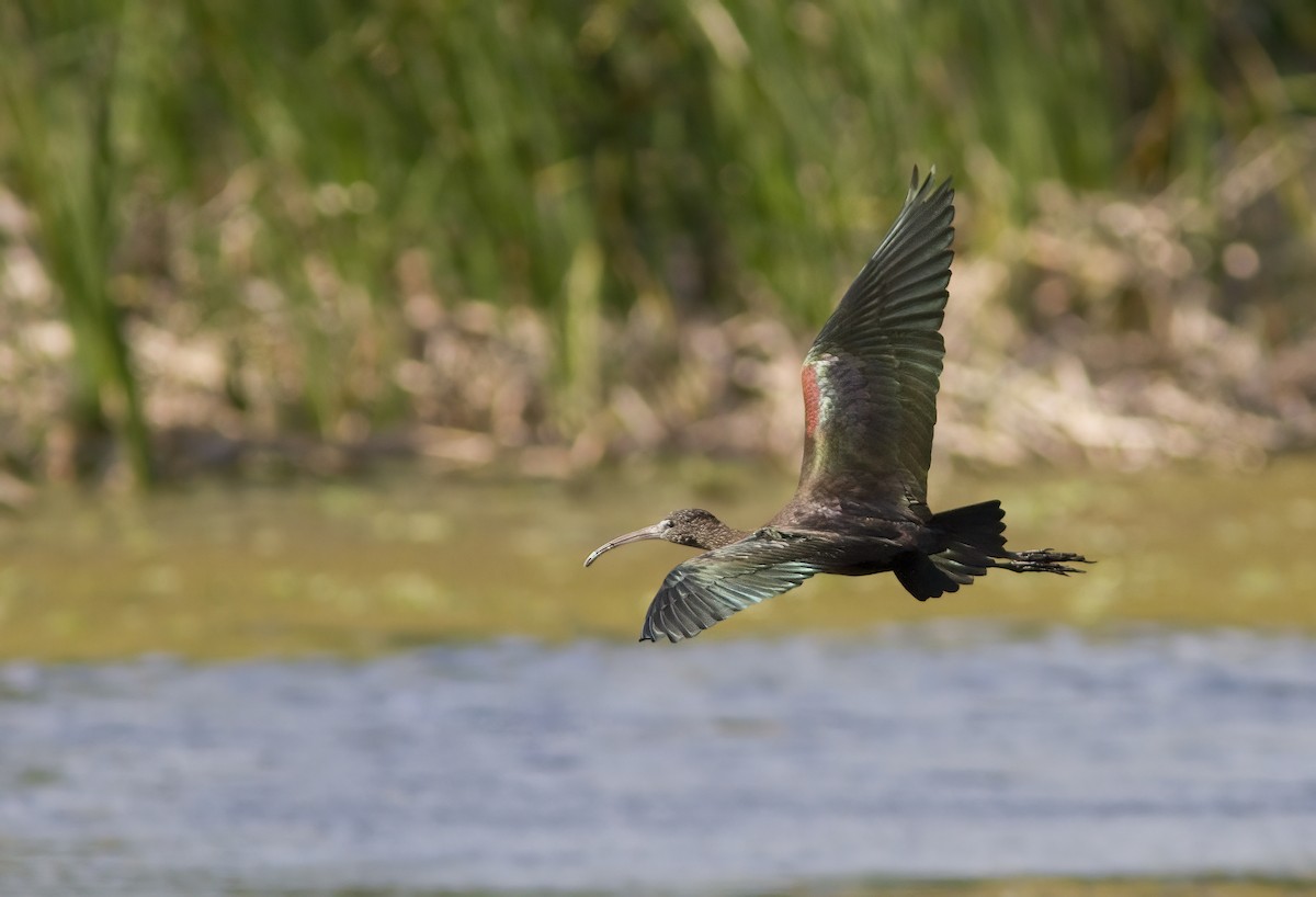 Glossy Ibis - ML412203771