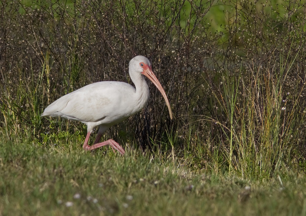 White Ibis - Suzanne Labbé