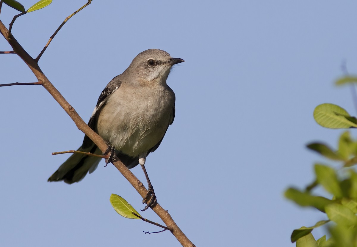 Northern Mockingbird - ML412203821