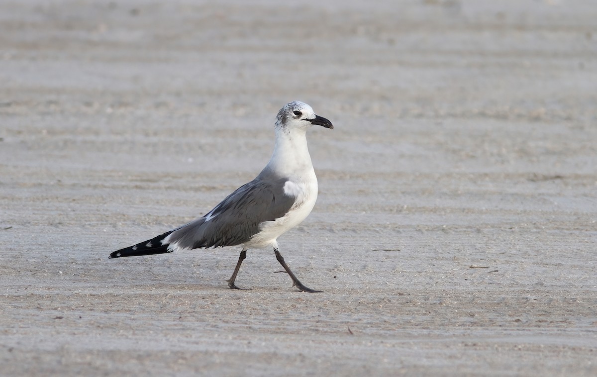 Mouette atricille - ML412203831