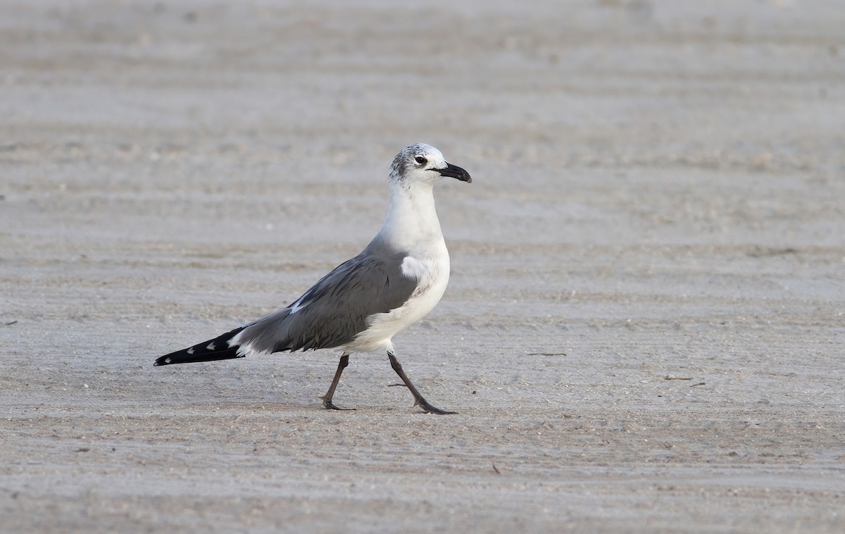 Laughing Gull - ML412203831