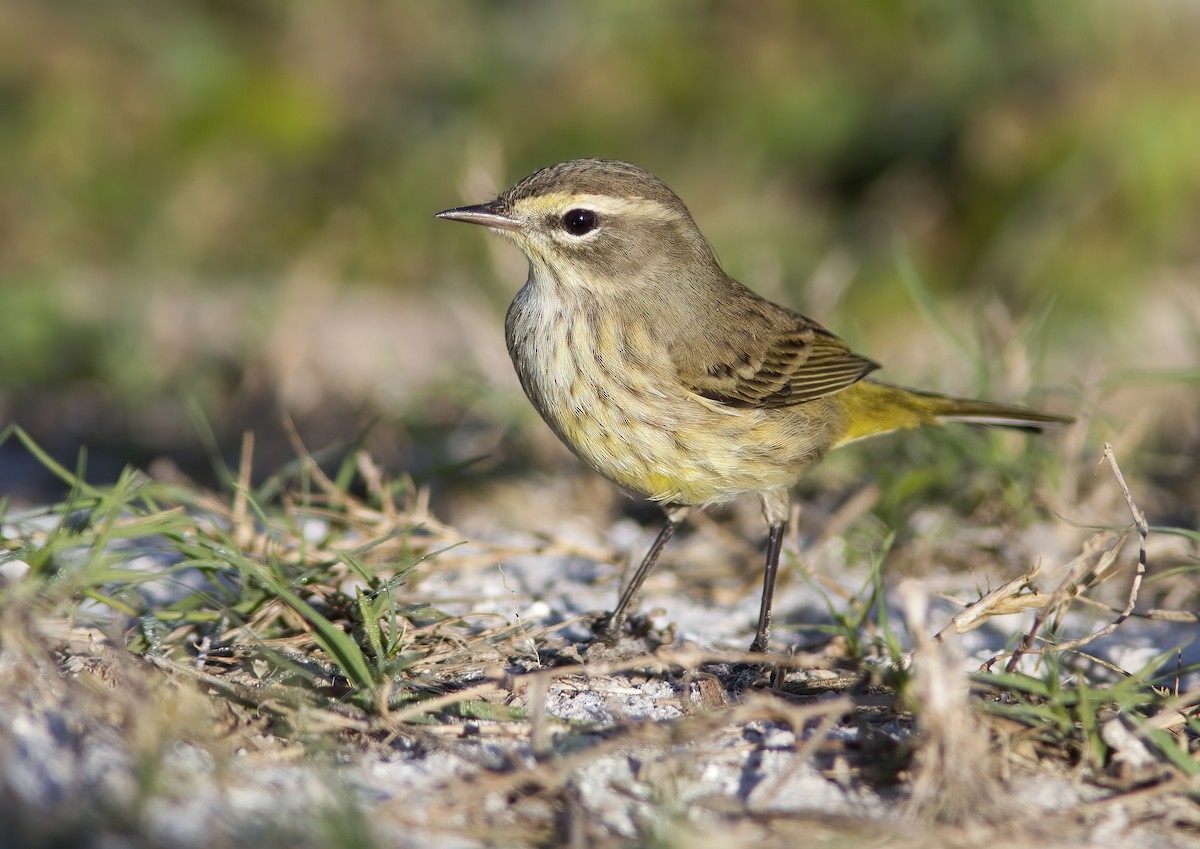 Palm Warbler - ML412203851