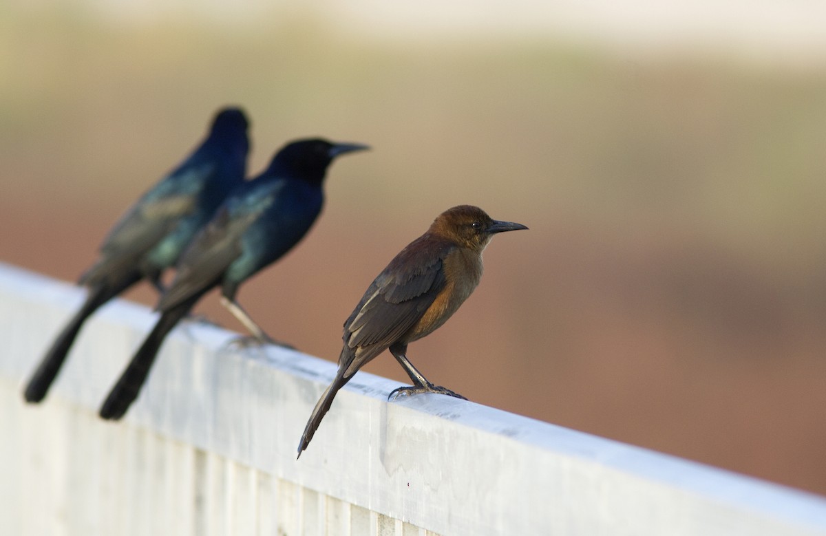 Boat-tailed Grackle - ML412203861