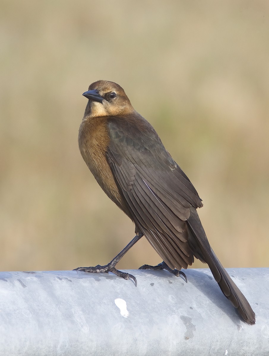 Boat-tailed Grackle - ML412203871