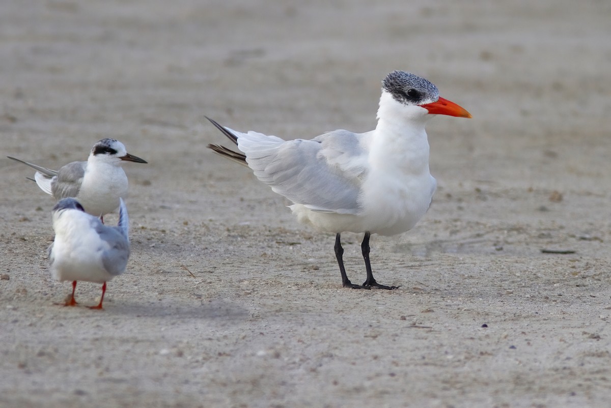 Caspian Tern - ML412203901