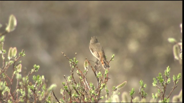 Bluethroat - ML412204