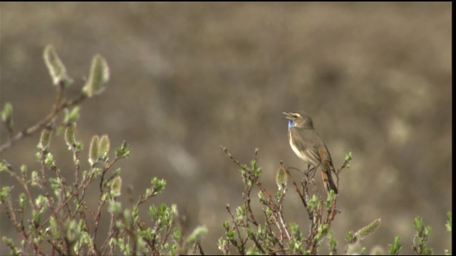 Bluethroat - ML412205