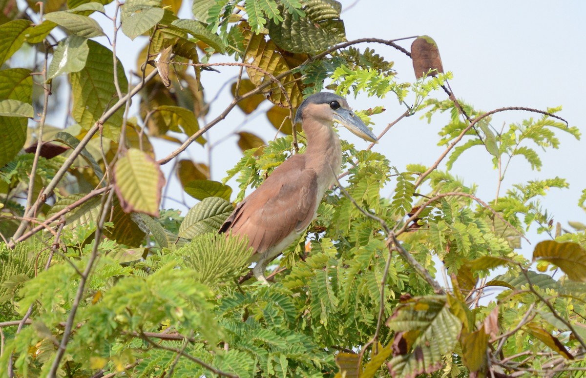 Boat-billed Heron - Elkin René Briceño Lara